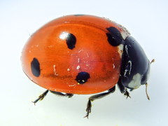 Coccinella septempunctata