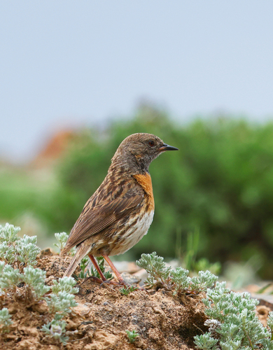 Robin Accentor