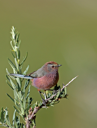 White-browed Tit-Warbler