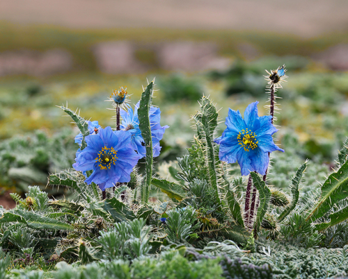 Prickly Blue Poppy