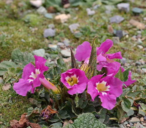 Dwarf Trumpet-flower