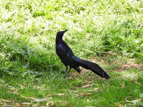 Great-tailed Grackle