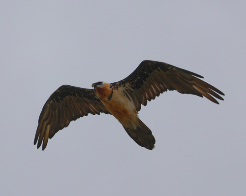 Eurasian Bearded Vulture