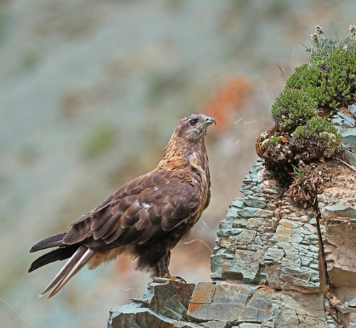 Upland Buzzard