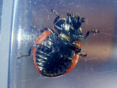Coccinella septempunctata