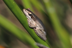 Litoria adelaidensis