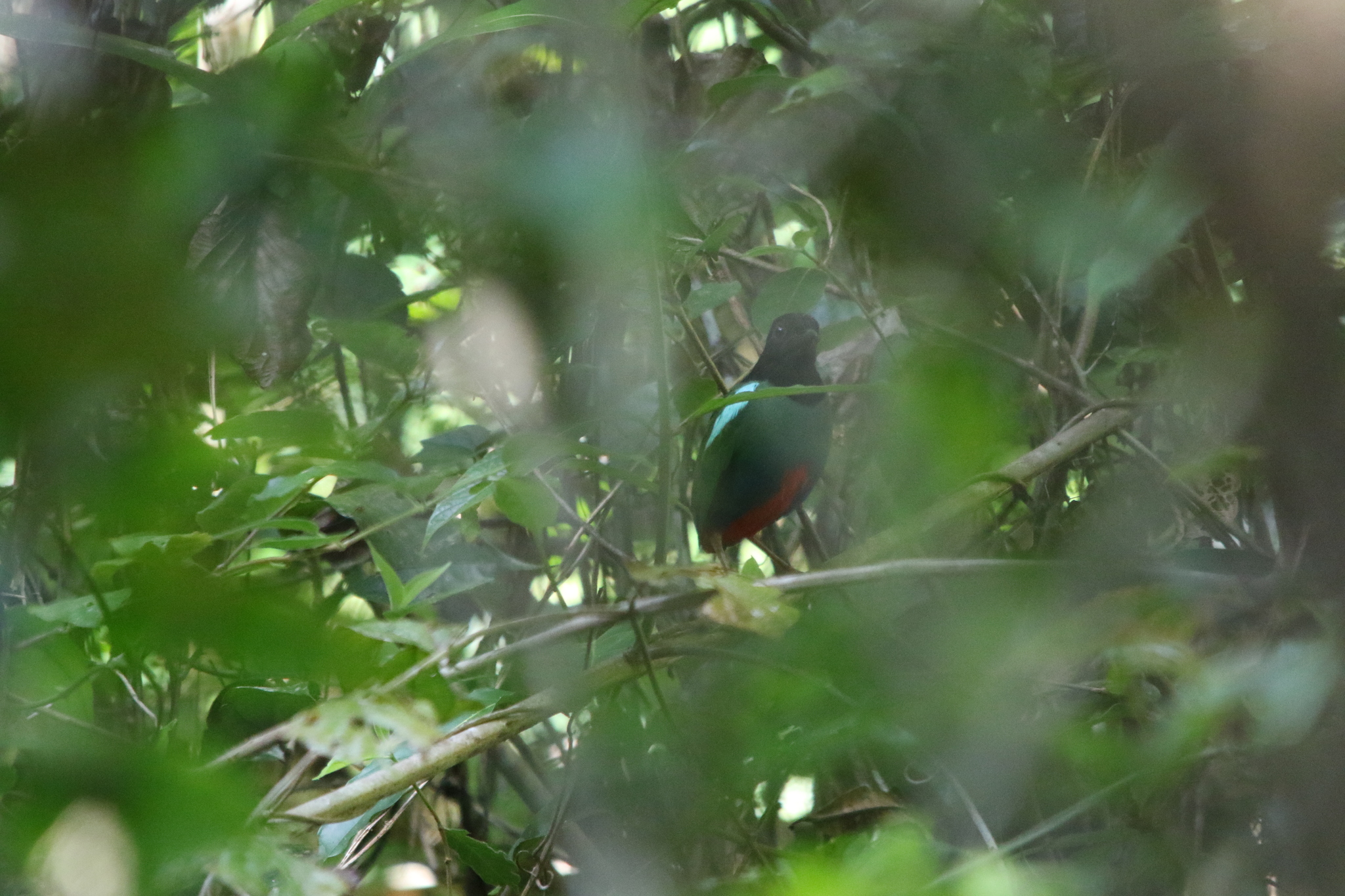 Biak Hooded Pitta (Pitta rosenbergii), photo 6