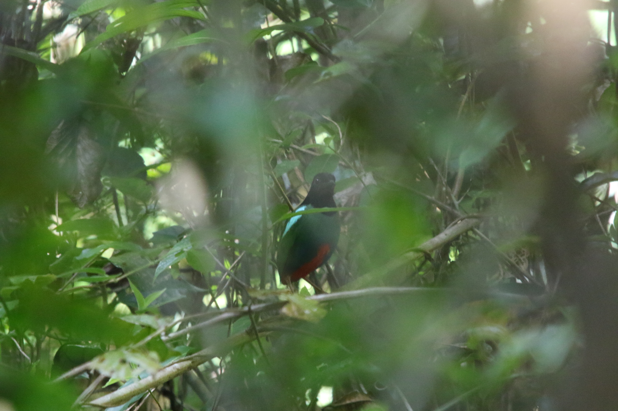 Biak Hooded Pitta (Pitta rosenbergii), photo 8