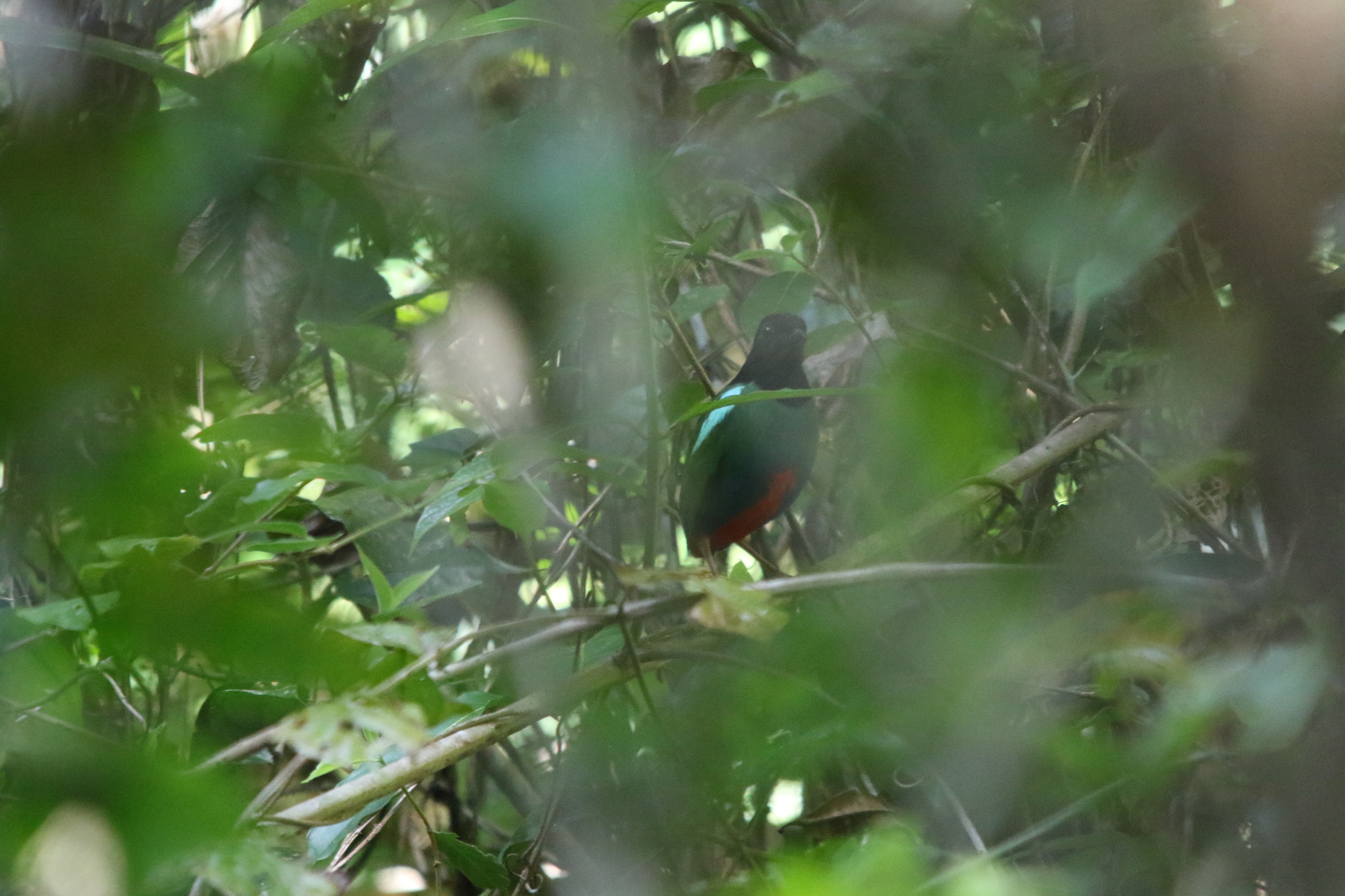 Biak Hooded Pitta (Pitta rosenbergii), photo 7