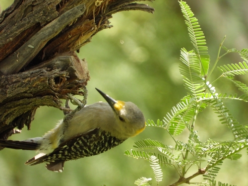 Golden-fronted Woodpecker
