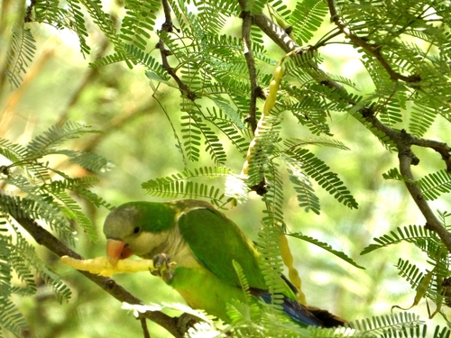 Monk Parakeet
