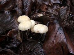 Marasmius delectans