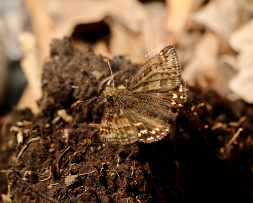 Mountainous Duskywing