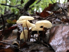 Marasmius delectans