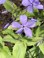 Phlox divaricata