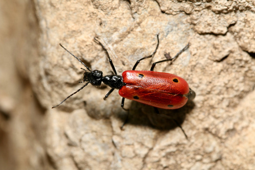 Stenodera djakonovi