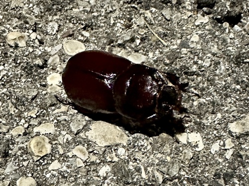 Oryctes nasicornis corniculatus