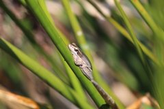 Litoria adelaidensis