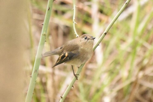 Pink Robin (Petroica rodinogaster), photo 3