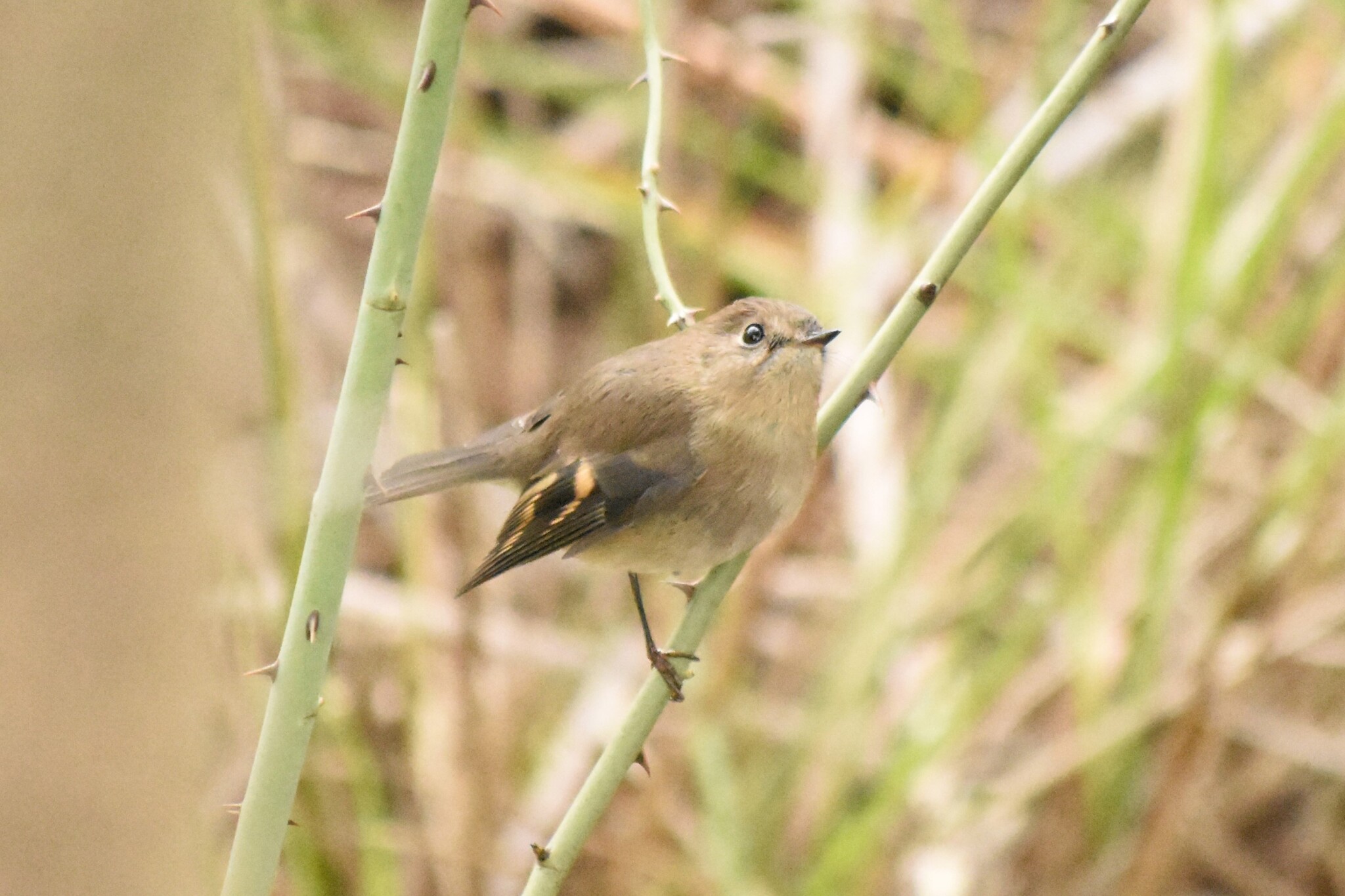 Pink Robin (Petroica rodinogaster), photo 4
