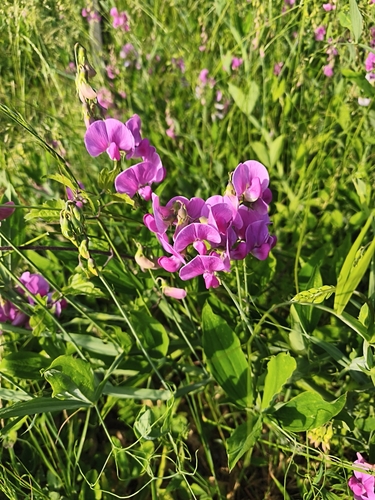 broad-leaved sweet pea