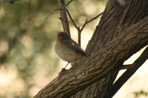 Pink Robin (Petroica rodinogaster), photo 4