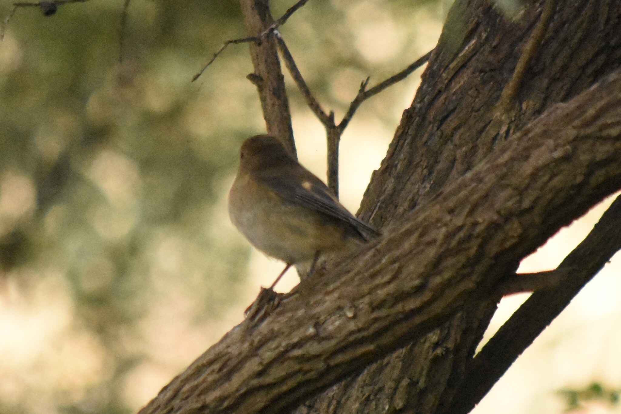 Pink Robin (Petroica rodinogaster), photo 5