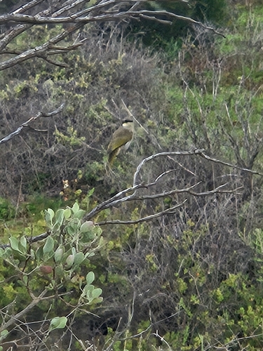 Singing Honeyeater