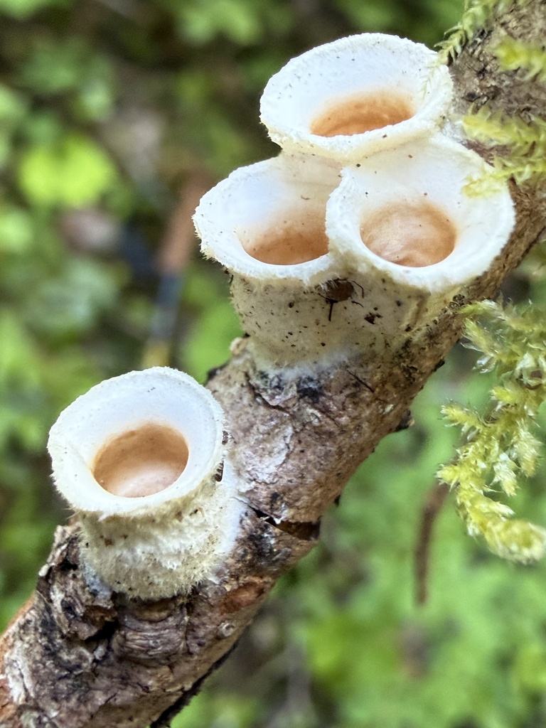 woolly bird's nest fungus