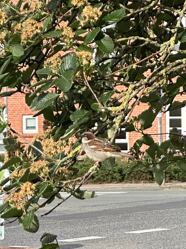 House Sparrow
