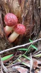 Boletellus deceptivus