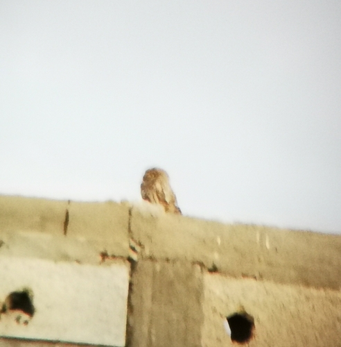 Little Owl