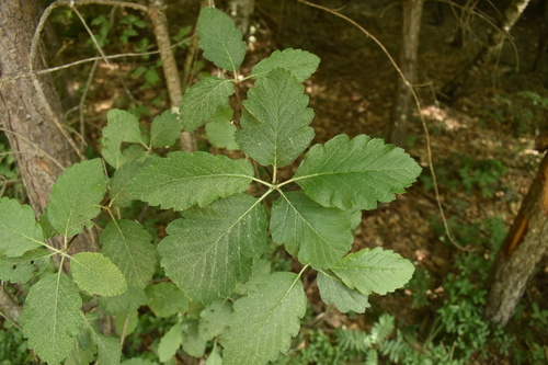 Mougeot's Whitebeam