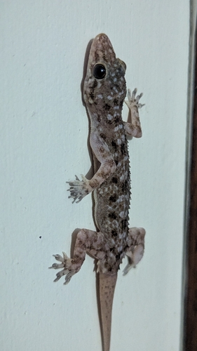 Treutler's Gecko