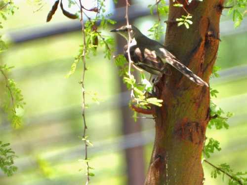 Northern Mockingbird