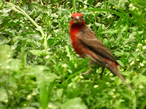 House Finch