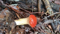 Austroboletus mutabilis