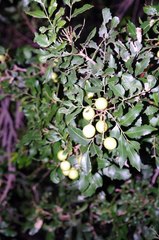 Smelophyllum capense