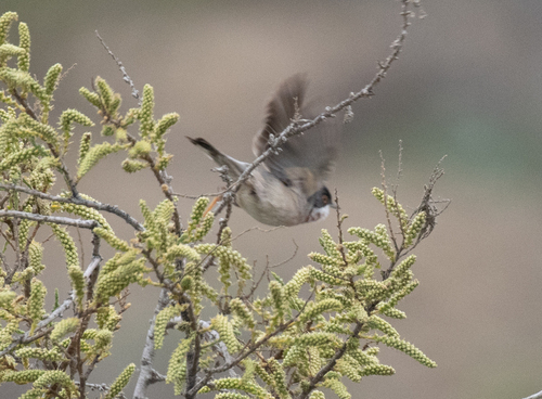 Menetries's Warbler (Curruca mystacea), photo 9