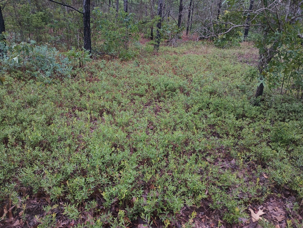 Vaccinium tenellum; photograph (c) Raven Dandridge, some rights reserved (CC BY)