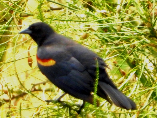 Red-winged Blackbird