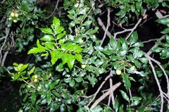 Smelophyllum capense