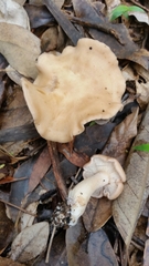 Leucopaxillus eucalyptorum