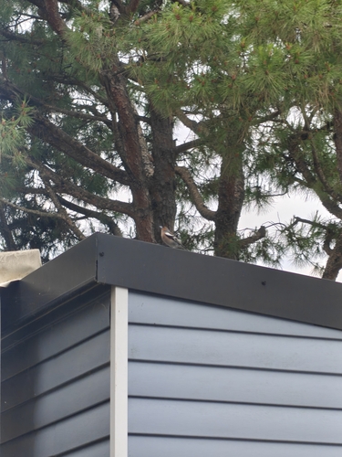Eurasian Jay