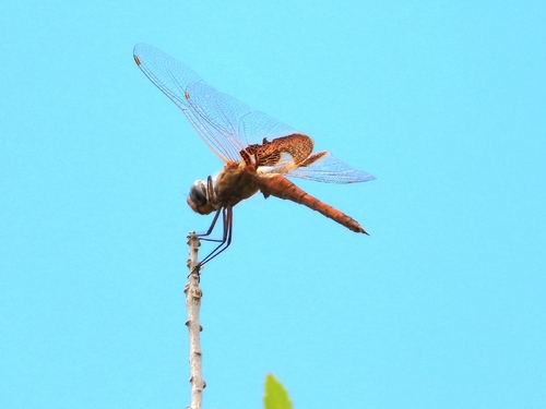 Red Saddlebags