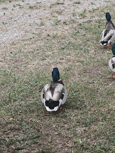 Mallard