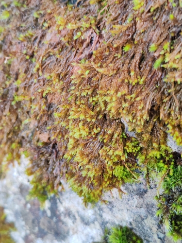 Hygrohypnum luridum observed 2026-06-01