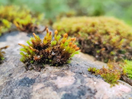 Orthotrichum cupulatum observed 2026-06-01