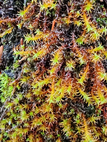 Geheebia ferruginea observed 2026-06-01