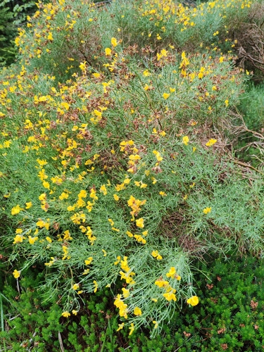Genista radiata, photograph 2